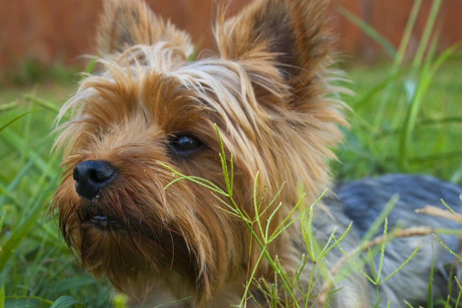 Beware of the Yorkie – it'll stick around for a long, long time!