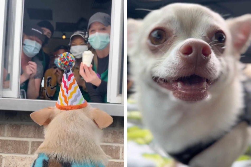 Chili the Chihuahua dog has a very special relationship with his local Starbucks drive-through staff, who wait all year to celebrate with the precious pup!