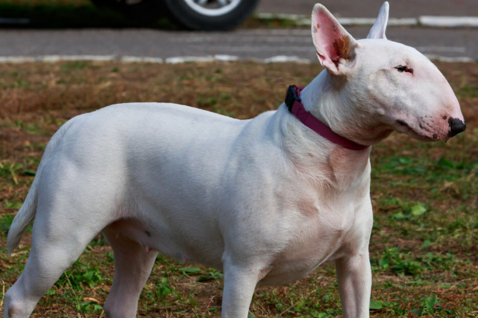 Ein Bullterrier hat ein achtjähriges Mädchen gebissen. (Symbolbild)