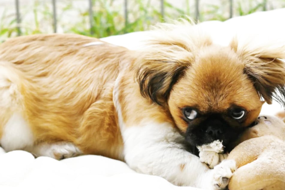 Mit Pekinese-Mix Gismo (5 Monate) bekommen seine künftigen Besitzer das volle Kuschelpaket.