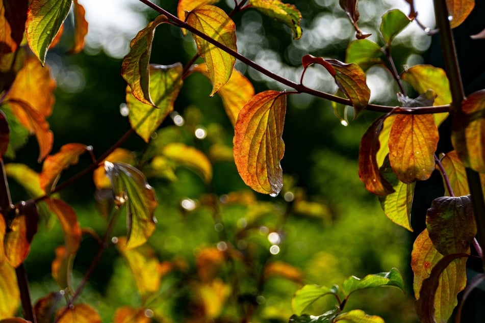Dem Garten und der Grasaussaat kommt wechselhaftes Herbstwetter zugute.