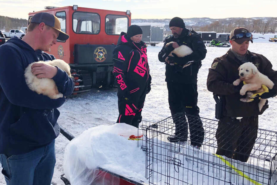 Auf dem Rettungsschlitten wurden die Hunde ins Tal gebracht.