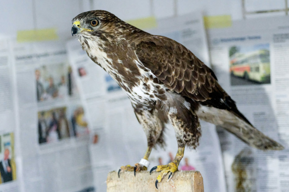 Bei einem Mäusebussard auf Rügen ist die hoch ansteckende Vogelgrippe entdeckt worden. Bei dem gestorbenen Tier sei das Virus H5N5 nachgewiesen worden. (Symbolfoto)