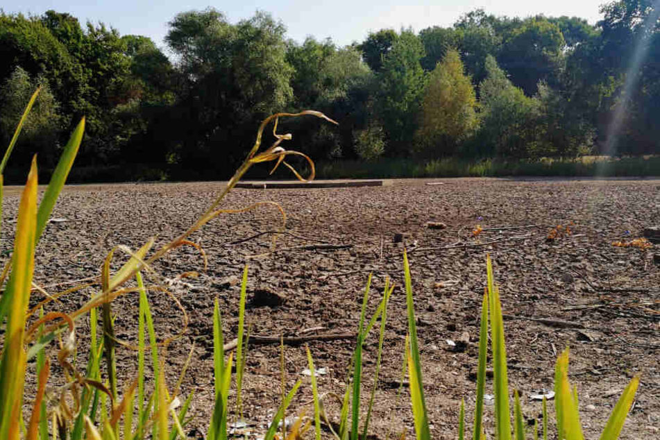 Kein Tropfen mehr im vorderen Teich des Rosentals.
