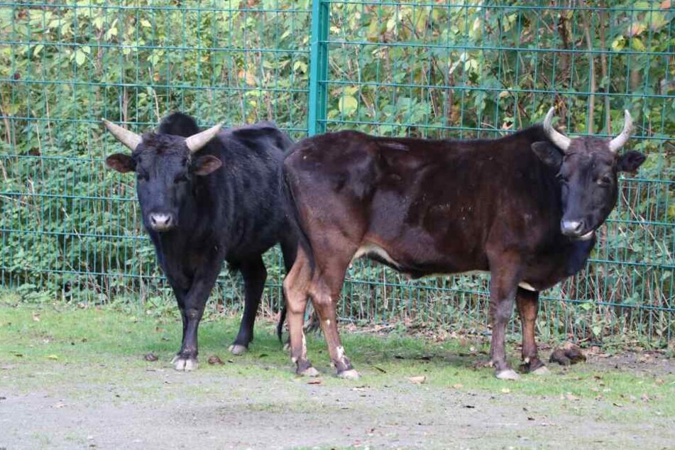 Die seltene Rinderrasse "Zwergzebus" kehrt zurück in den Tierpark Chemnitz.