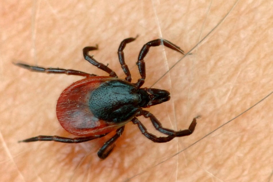 Über 150 Fälle von Infektionen durch Zecken hat das Robert Koch-Institut in Sachsen in diesem Jahr bereits registriert.