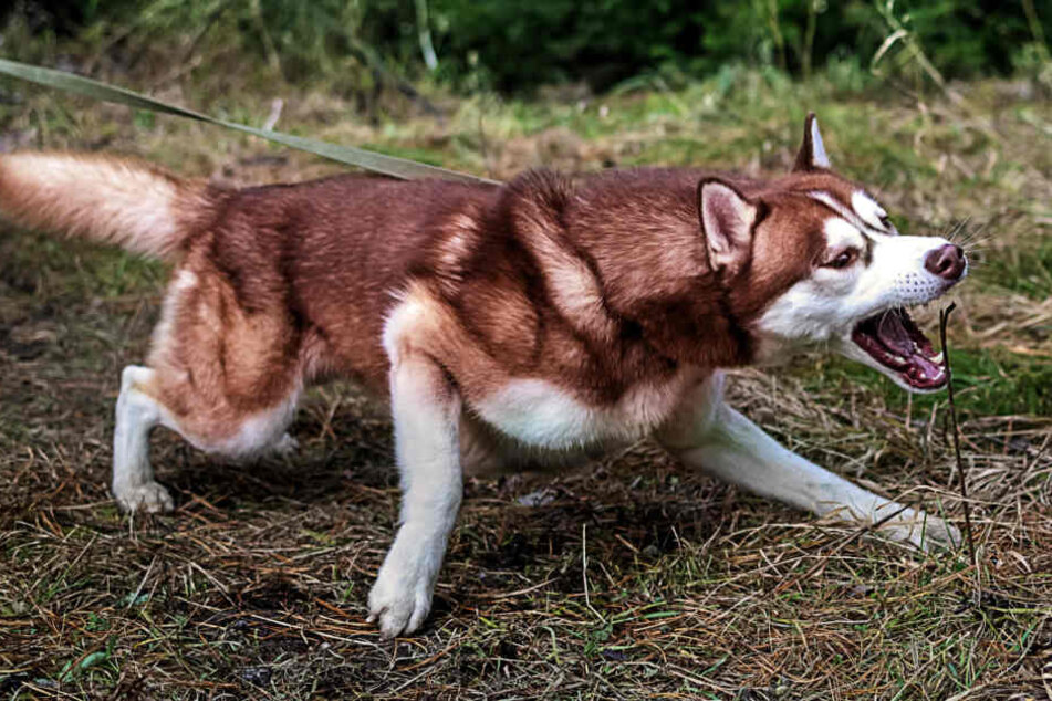 Der angeleinte Hund attackierte zunächst eine Frau. (Symbolbild)
