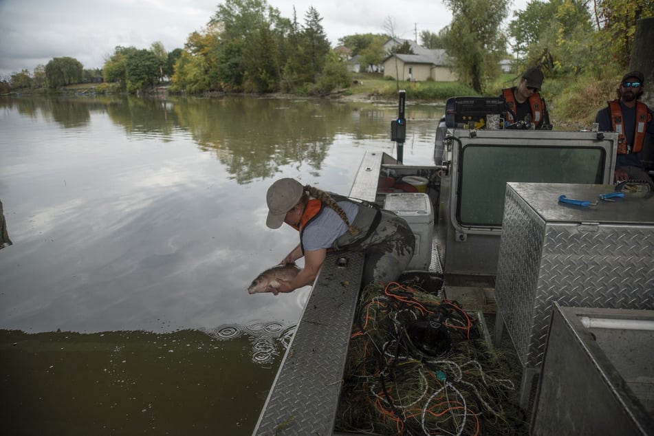 A Fisheries and Oceans Canada team member releases a fish back into the water during a patrol of the Grand River in Dunnville, Ontario, in search of invasive Grass Carp on September 25, 2025.