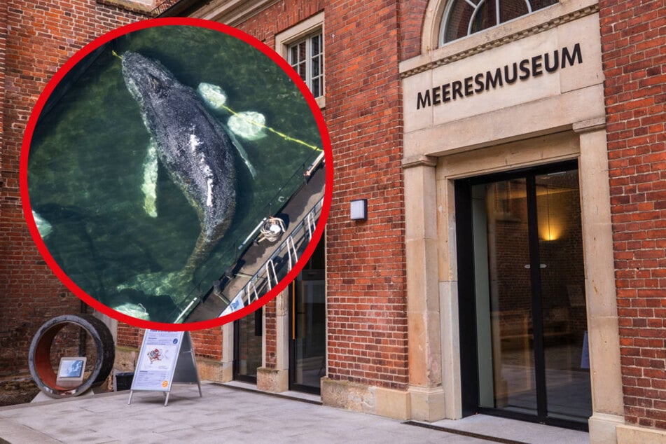 Wegen "Timmy": Meeresmuseum noch immer mitten im Shitstorm