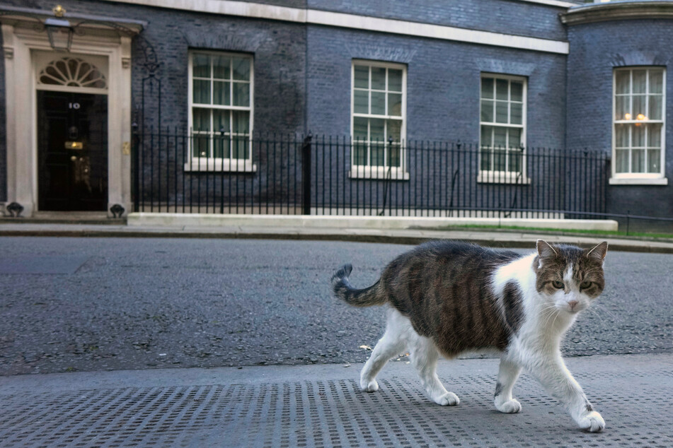 Kater Larry wurde im Januar 2007 geboren. Seit 2011 verrichtet er in Downing Street No. 10 seinen Dienst als Mäusefänger. Er trägt den Titel "Chief Mouser to the Cabinet Office".