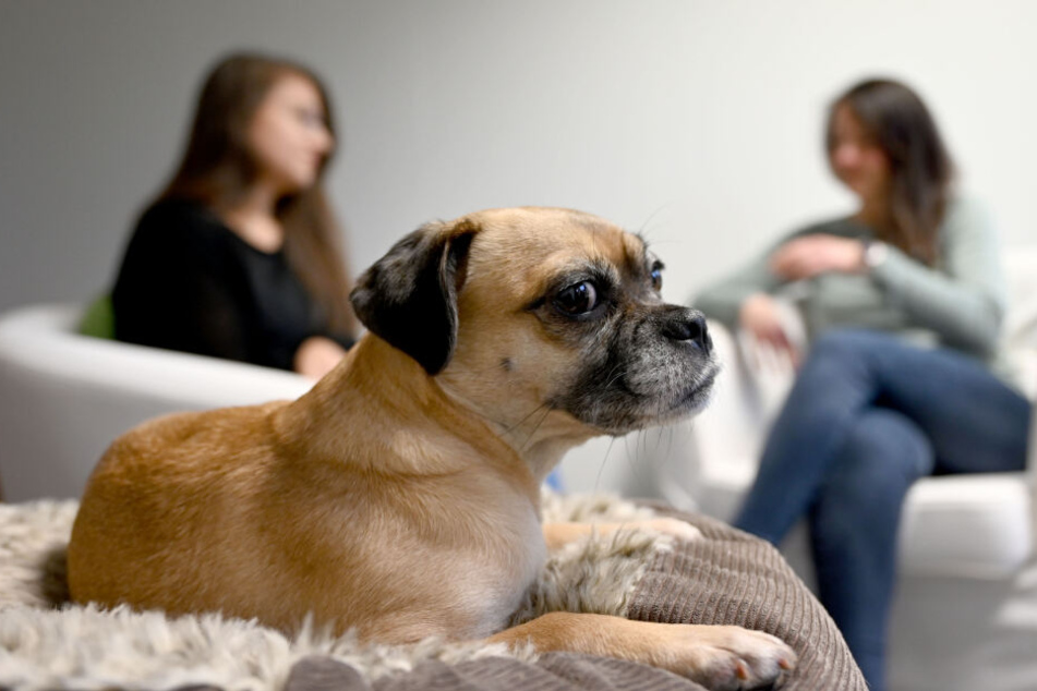 Bei Vernehmungen mit Kindern soll Mops Wilma die Kinder auflockern-