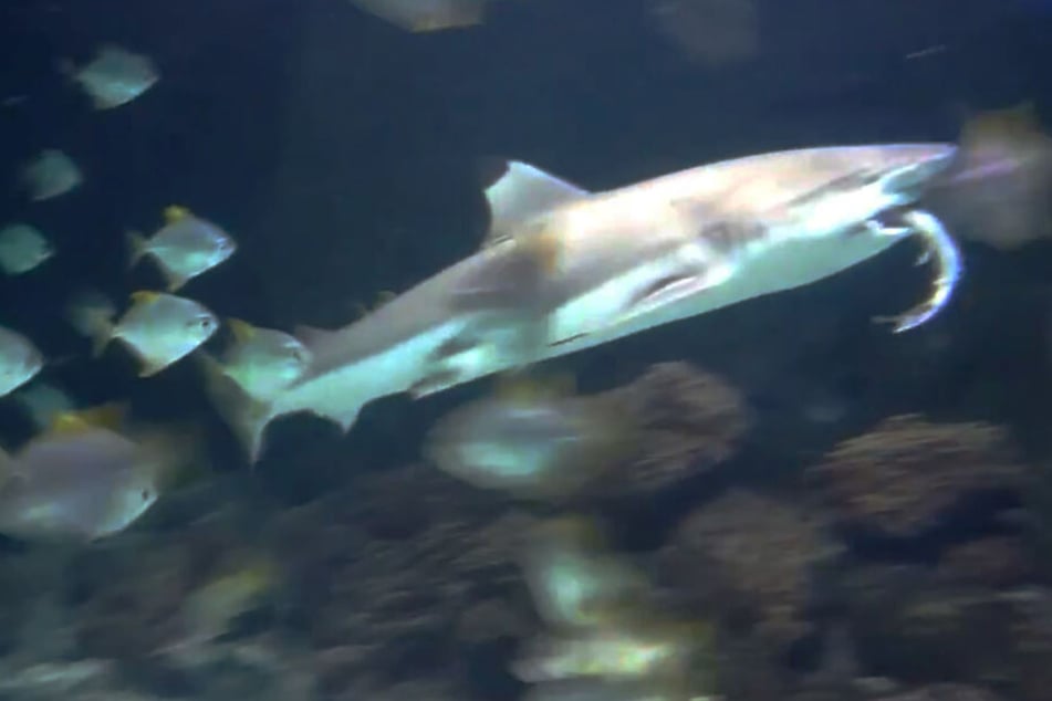 Mitten im Zoo-Aquarium: Hai frisst seinen Artgenossen!