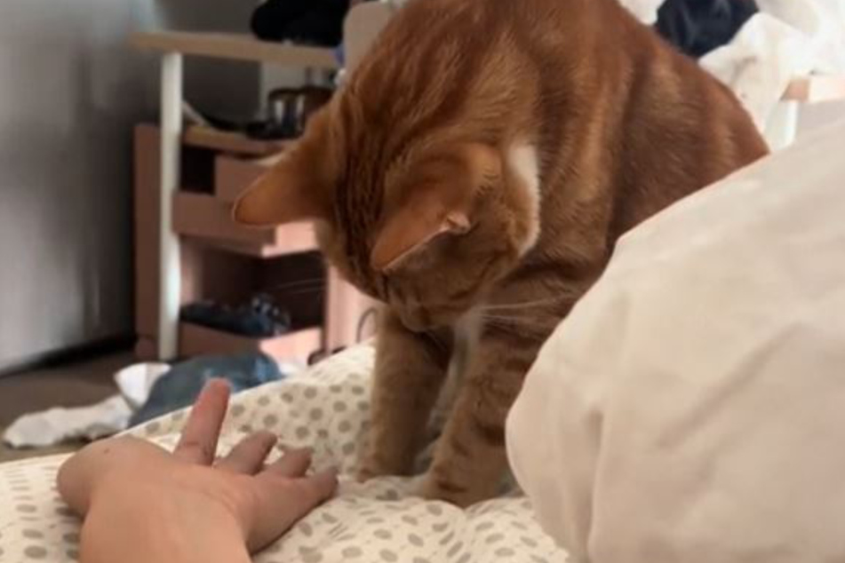 TikTokers can't stop laughing at a cat that fell into a daze after eating an entire bag of catnip treats, leaving him staring off into the void in a viral clip.