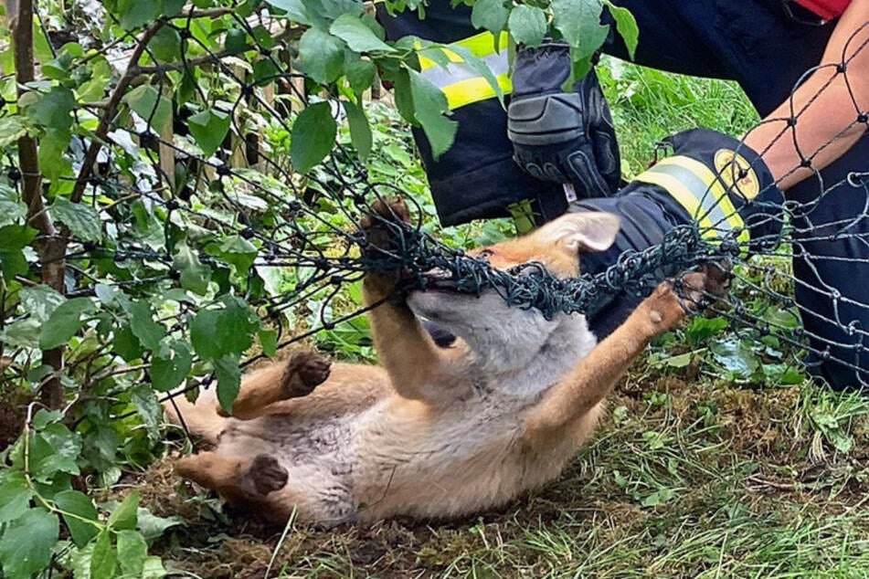 Ein Fuchs hatte sich am Achenseeplatz in einem Zaun verfangen und die Maschen um seinen Hals gewickelt. Die Feuerwehr befreite das Tier.