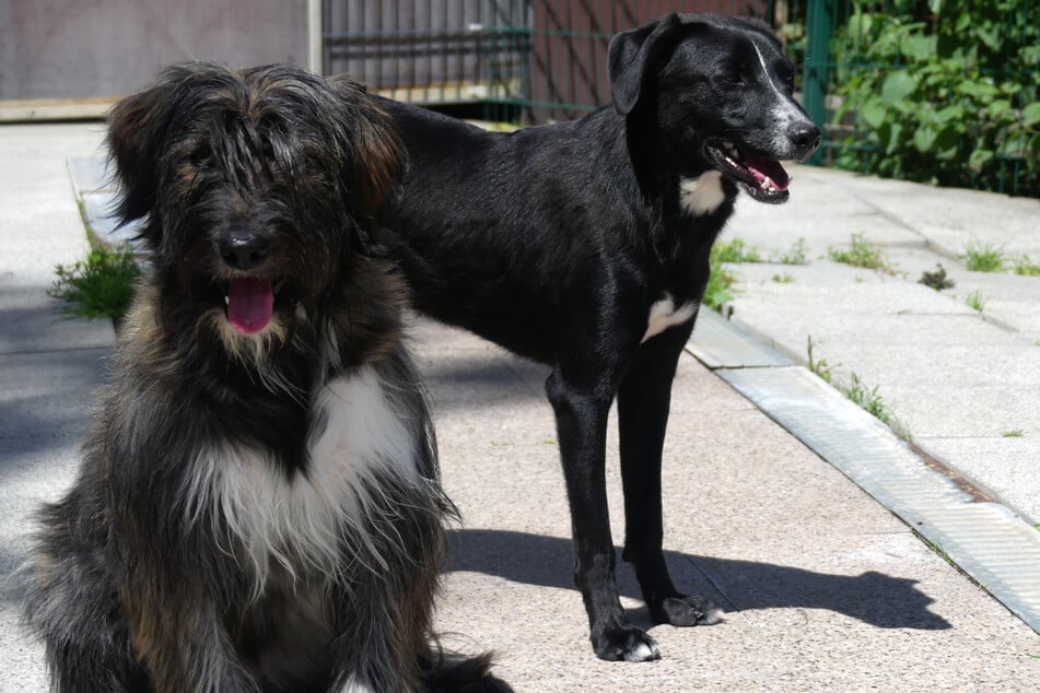 Ella (l.) kam gemeinsam mit einigen Artgenossen aus dem Partnertierheim in Rumänien nach Kassel.