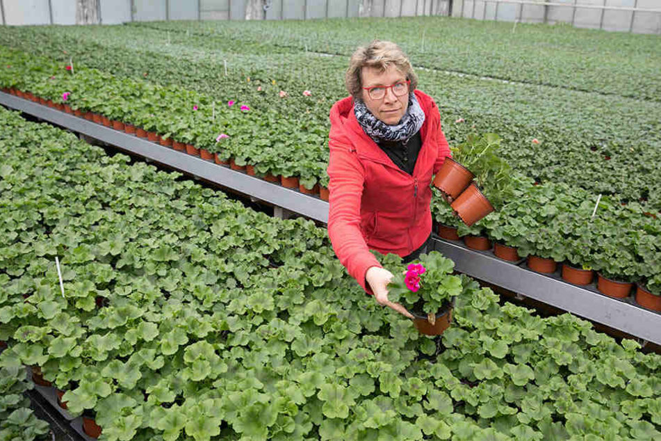 Dicht an dicht: Gärtnermeisterin Jutta Ulbrich (47) würde die Pelargonien gern auseinanderrücken. Doch der Platz fehlt!
