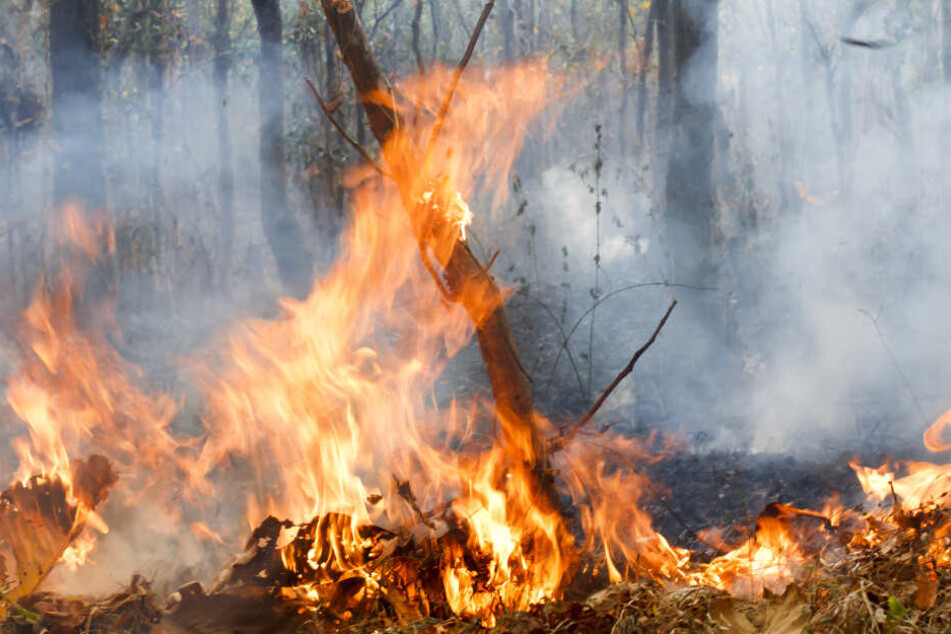 Wegen der anhaltenden Trockenheit ist die Gefahr von Waldbränden extrem hoch.