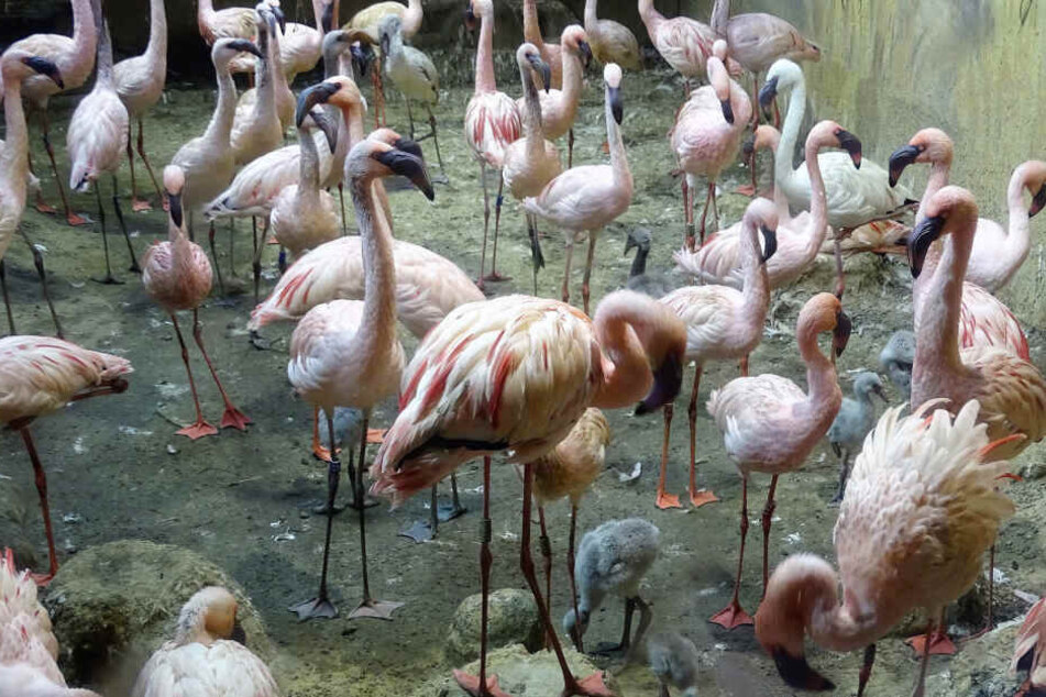 Bei den Flamingos in Leipzig hatte es zuletzt regen Nachwuchs gegeben.