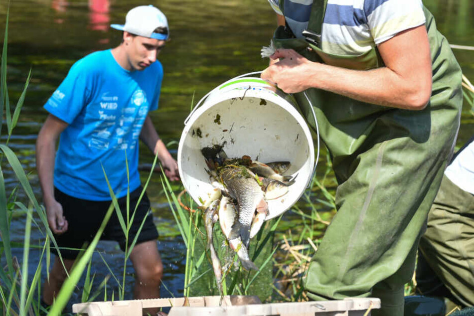 25. August 2015: Freiwillige Helfer holen bei Elpershofen tote Fische aus der Jagst.