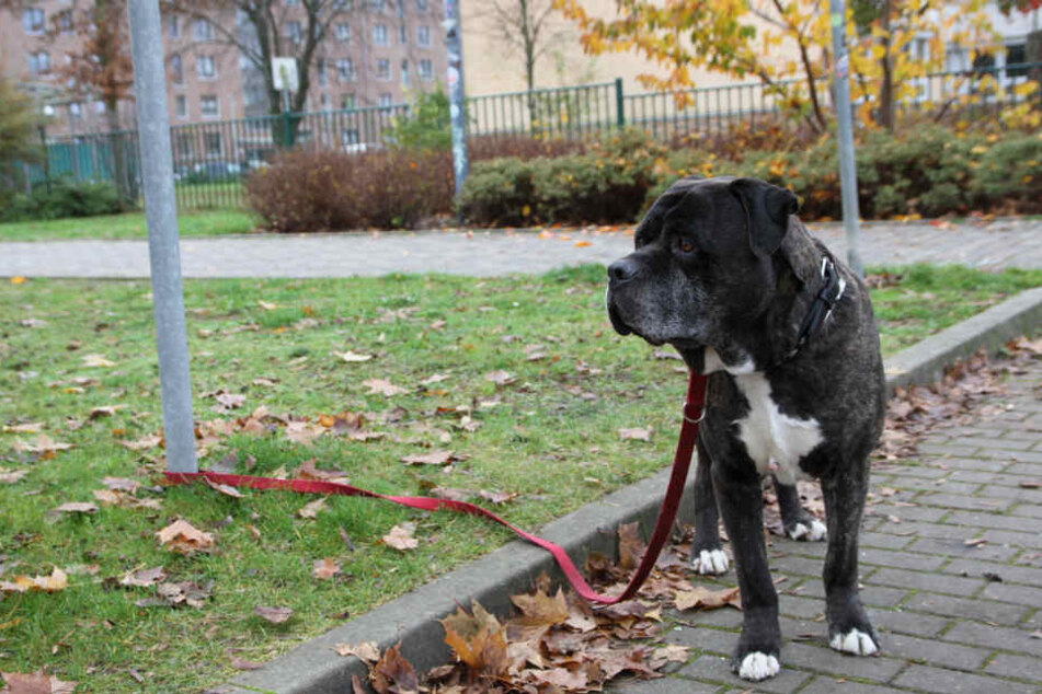 Die Polizei machte den ausgebüxten Hund mit einer Leine vorübergehend fest.