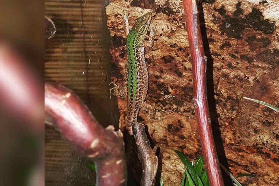 Die Eidechse genießt aktuell Asyl im Zoo der Minis in Aue.