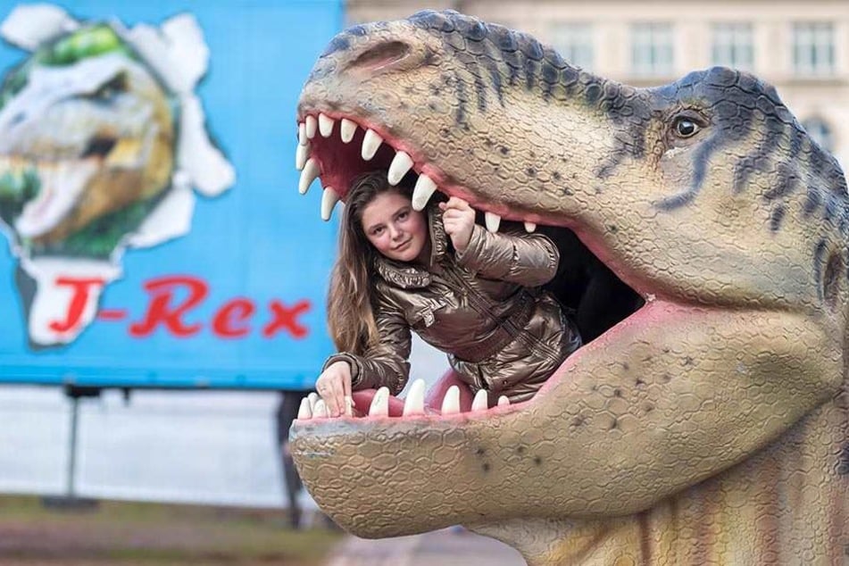 Am Mittwoch eröffnet die Dinosaurier-Ausstellung, die Exponate werden derzeit aufgebaut. Hier ist Artistin Rachel (13) im Maul eines T Rex zu sehen.