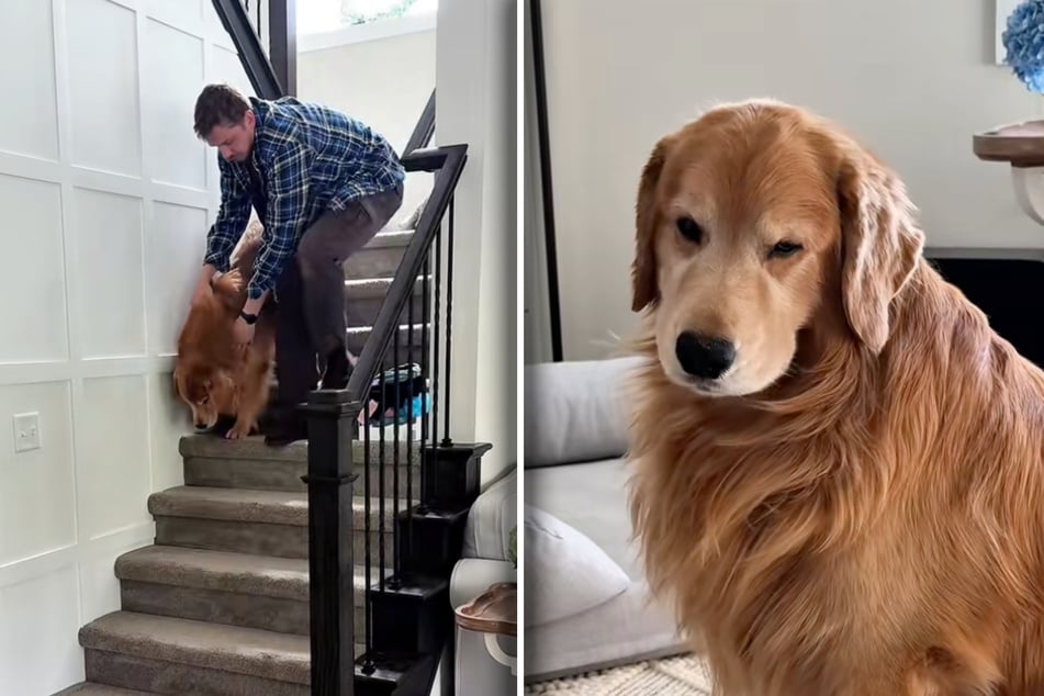Aging dog is suffering, but then his owners try this bizarre fix!