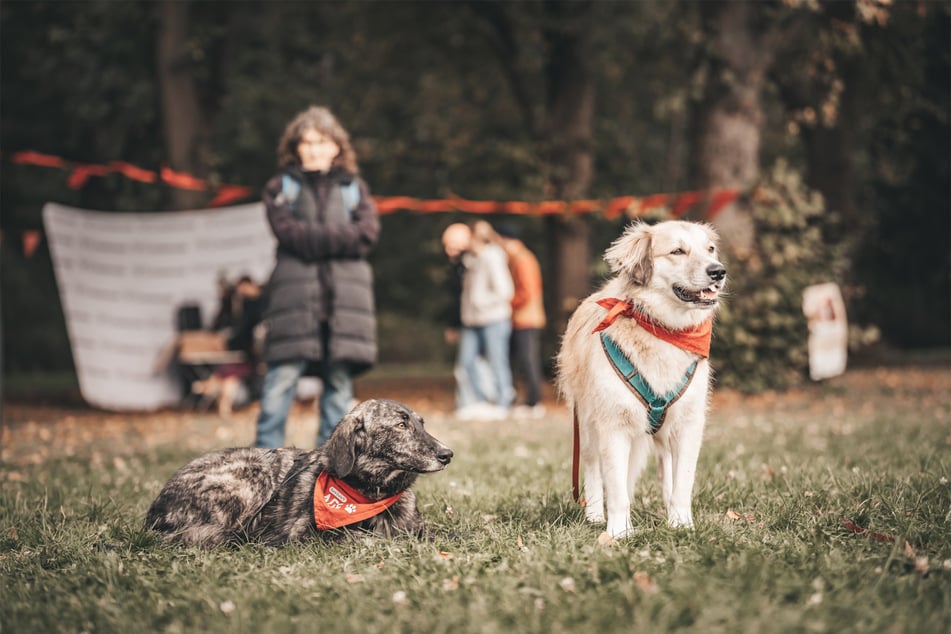 Liebe auf vier Pfoten: Bark Date startet neue Saison in Erfurt