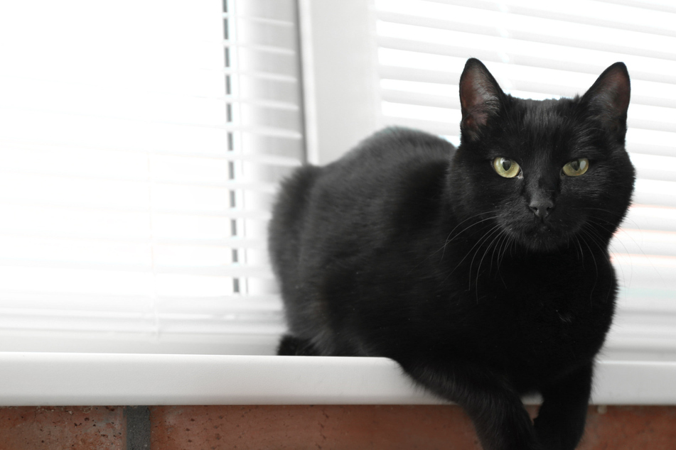 Keine Unglücksbringer: Tierheim wünscht sich mehr Adoptionen von schwarzen Katzen