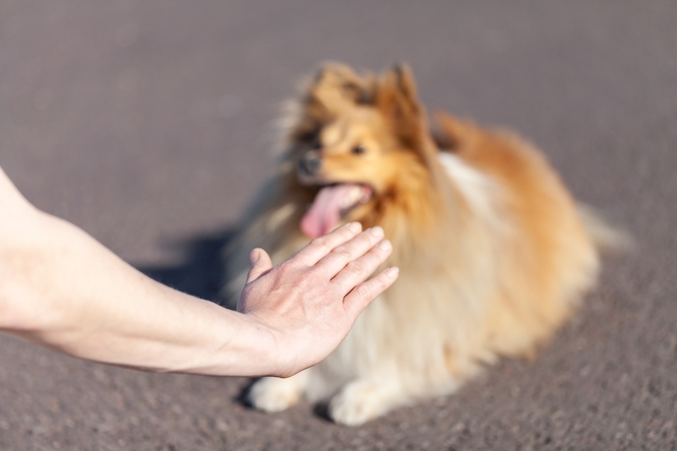 Getting your dog well-trained is key for instilling better behaviors and habits.