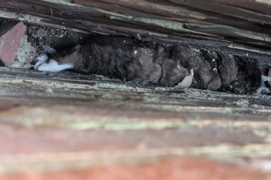 Retter befreien Katze aus dieser Falle: Was sie dann herausfinden, raubt ihnen den Atem