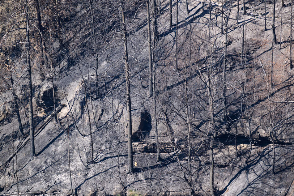 Verheerend: So sah der Wald in der Sächsischen Schweiz nach dem Waldbrand aus. (Archivbild)