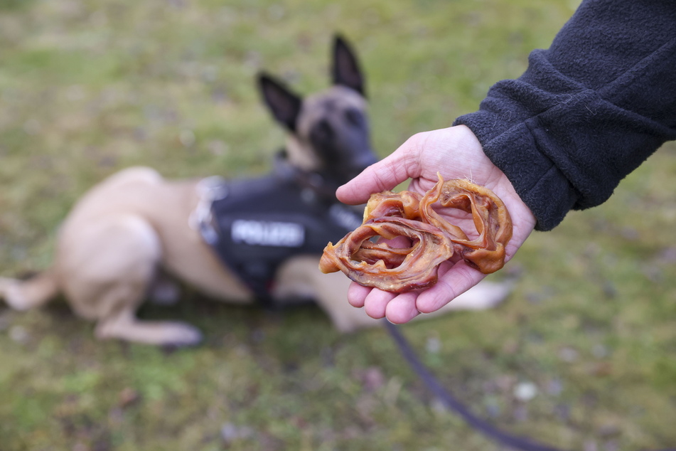 Für gefangene Diebe bekommt Seiko Schweinsohren.