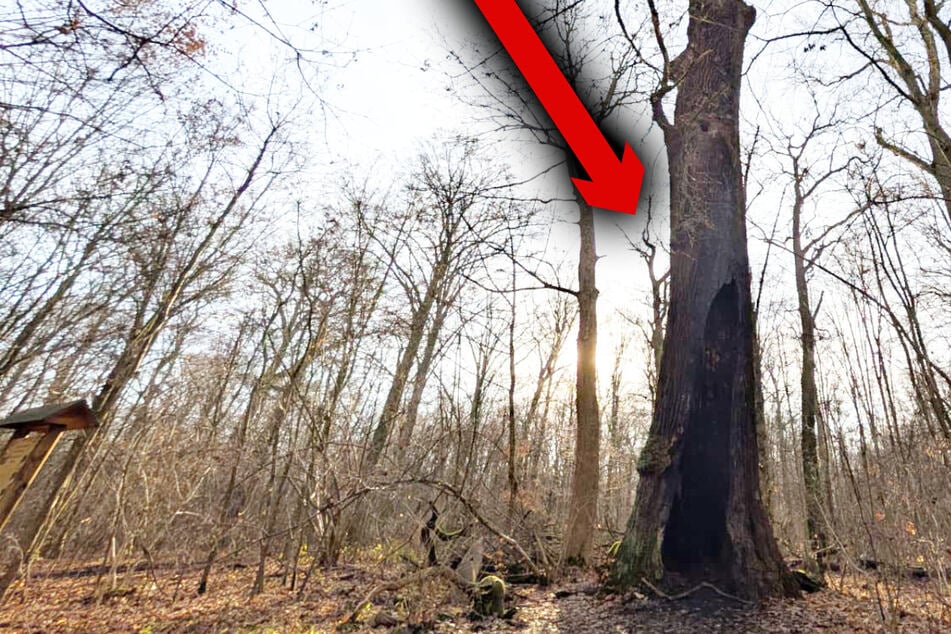 Leipzig: Ganz markant am Waldesrand: Dieser Leipziger Baum ist eine kleine Sensation