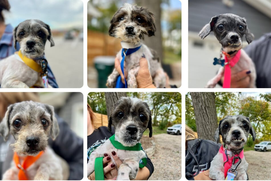 Esta imagen muestra una parte del collage de "Tiny N Tall Rescue Inc.". Ahora los perros pueden reconocerse finalmente como tales.