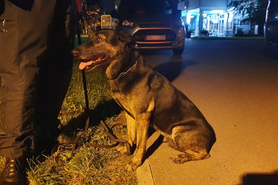Ein Holländischer Schäferhund namens "Pepper" kam als Spürhund zum Einsatz, fand jedoch im Busch keinen Sprengstoff.