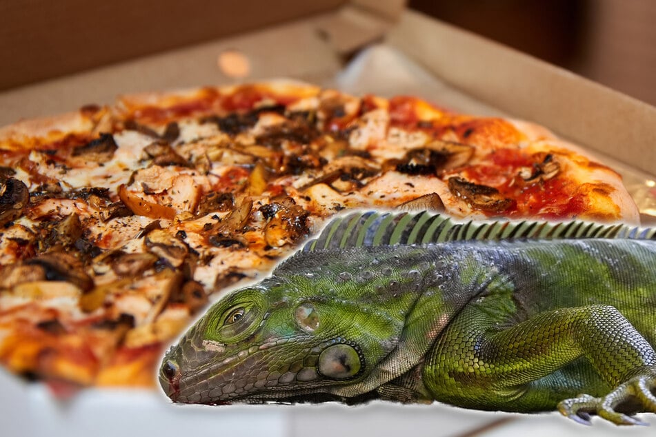 Für die ungewöhnliche Pizza werden Beine und Schwanz der Leguane verwendet. (Symbolfoto)