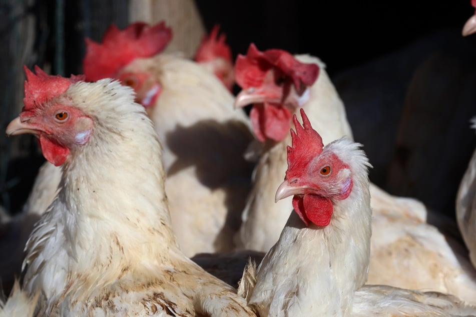 Die Erkrankung verläuft bei den Tieren in der Regel tödlich. (Symbolbild)