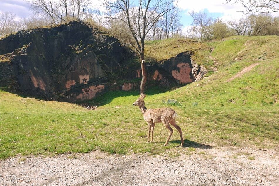 Auf dem Galgenberg in Halle (Saale) wurde immer wieder ein Reh gesichtet. Es scheint keine Angst vor Menschen zu haben.