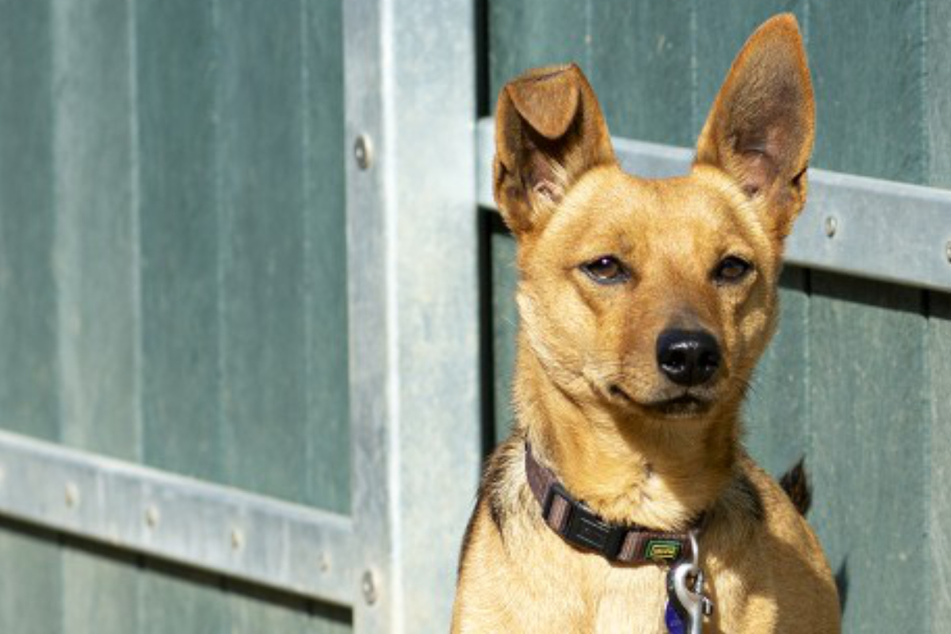 Hund Gutschl bekommt Stress-Anfälle und hat Angst vor dem Tierarzt