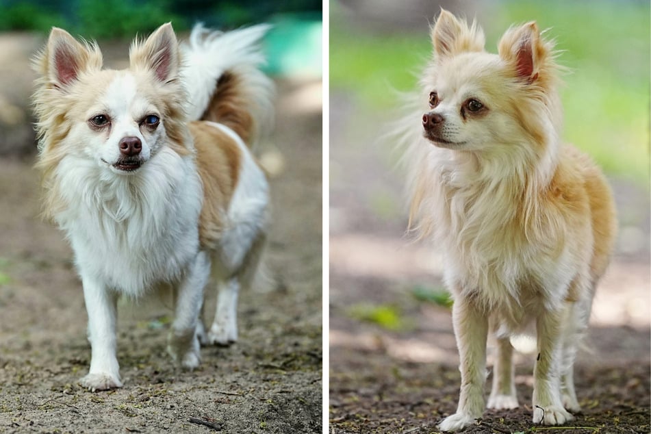 Tom (l.) und Jerry (r.) sind beide sechs Jahre alt und gemeinsam aufgewachsen.