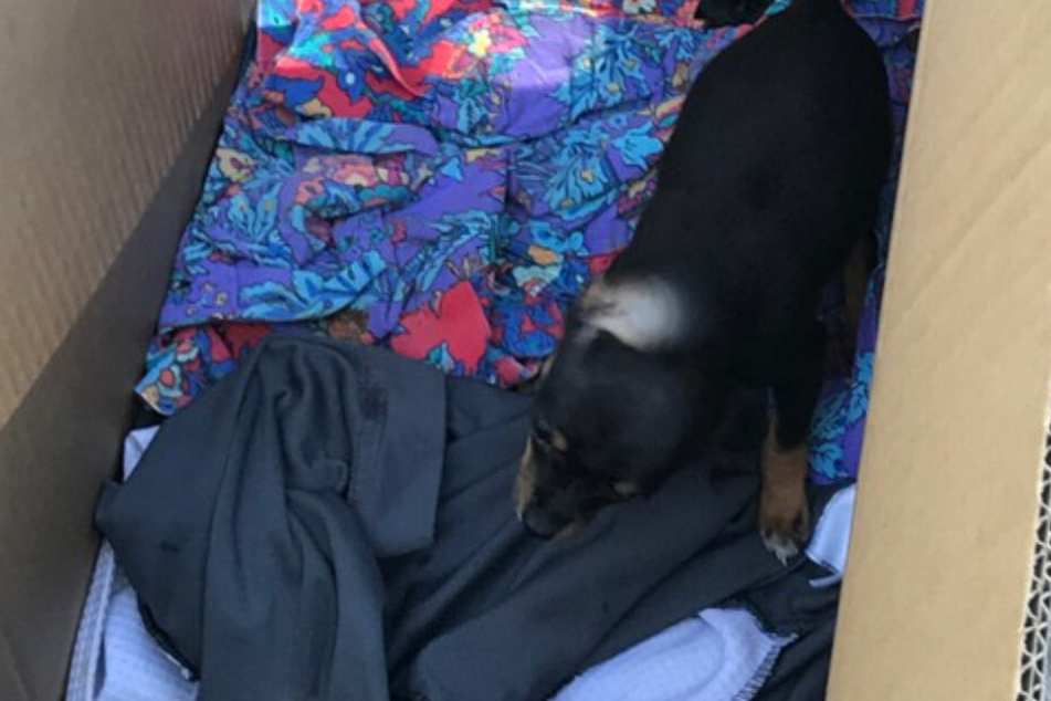 Papiere für den kleinen Chihuahua waren vorhanden - allerdings unvollständig.