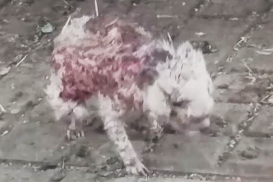 Was für ein armes Tierchen schleppt sich hier herum?