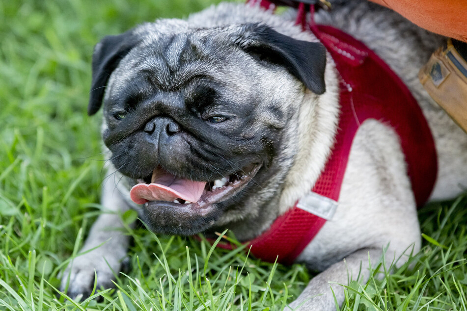 Mode-Hund Mops: Viele Hunde sind so überzüchtet, dass sie unter Atemnot leiden.
