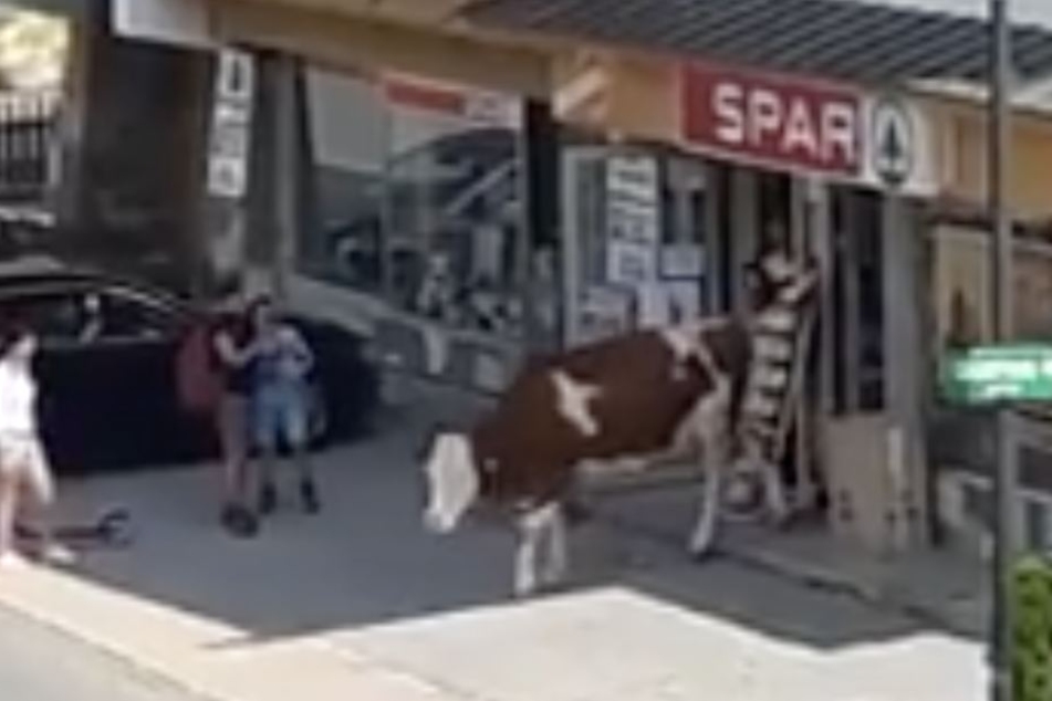 Ganz gemütlich verlässt die Kuh nach dem "Einkauf" den Spar-Markt