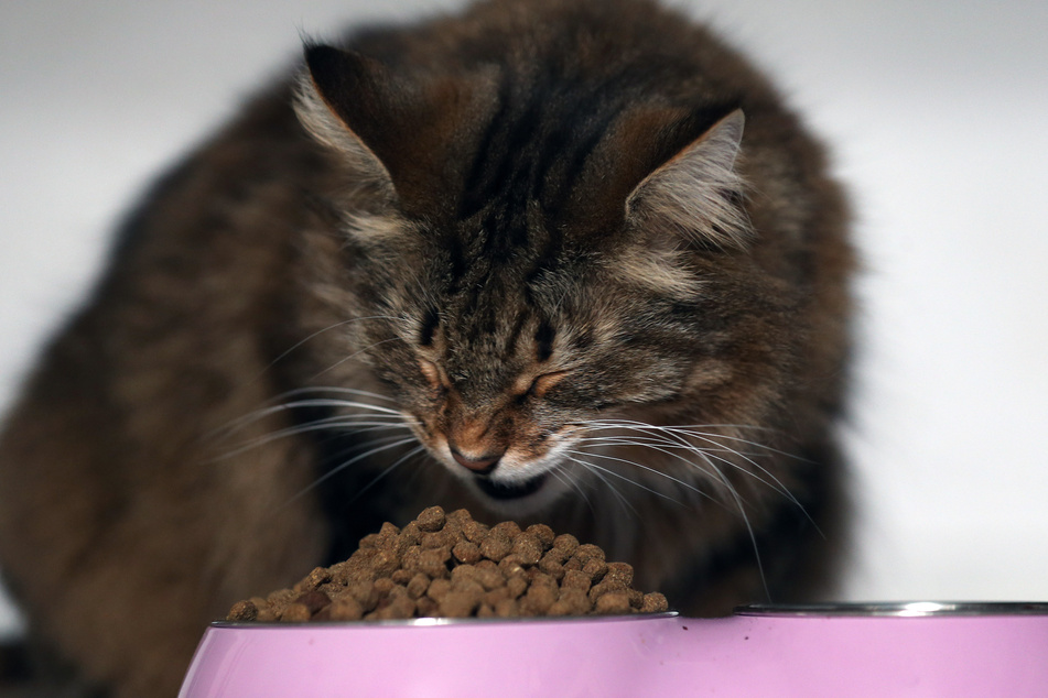 Ein zu voller Futternapf lässt Katzen auf Dauer übergewichtig werden. (Symbolbild)