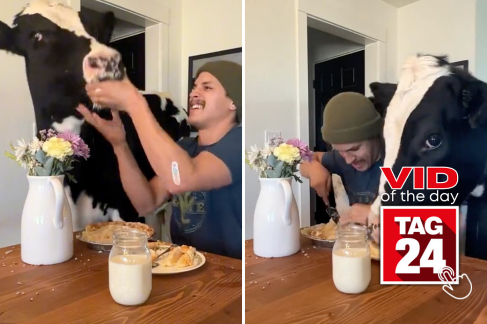viral videos: Viral Video of the Day for March 21, 2024: Guy wants to eat pie in peace until hungry cow jumps in!