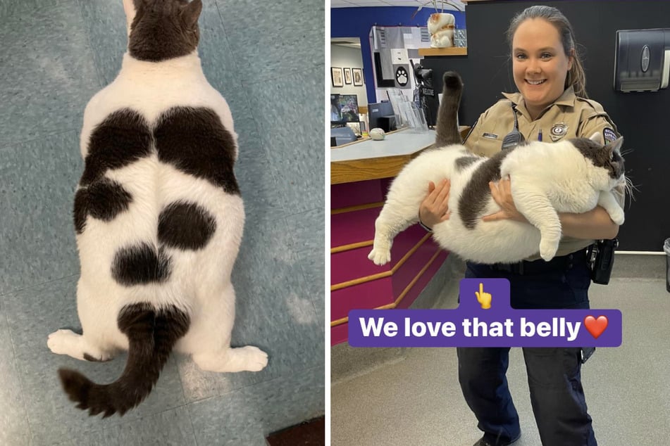 40-pound cat's glorious girth gets him more than just internet fame!