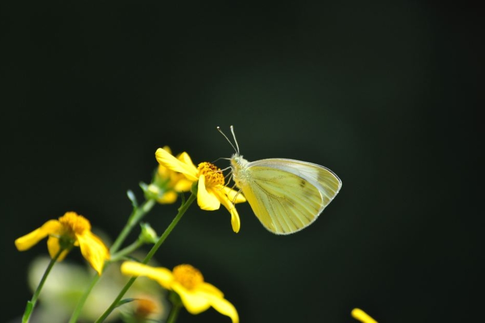 Goldmarie lockt viele Insekten, darunter Schmetterlinge, an.