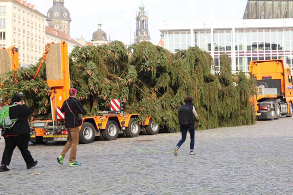 Hier kommt die Fichte auf dem Altmarkt an.
